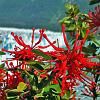 Notro or Ciruelillo (Firebush) - native